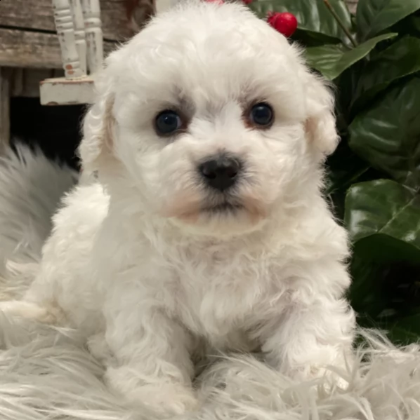 bellissimo cucciolo femmina di bichon da adottare | Foto 0