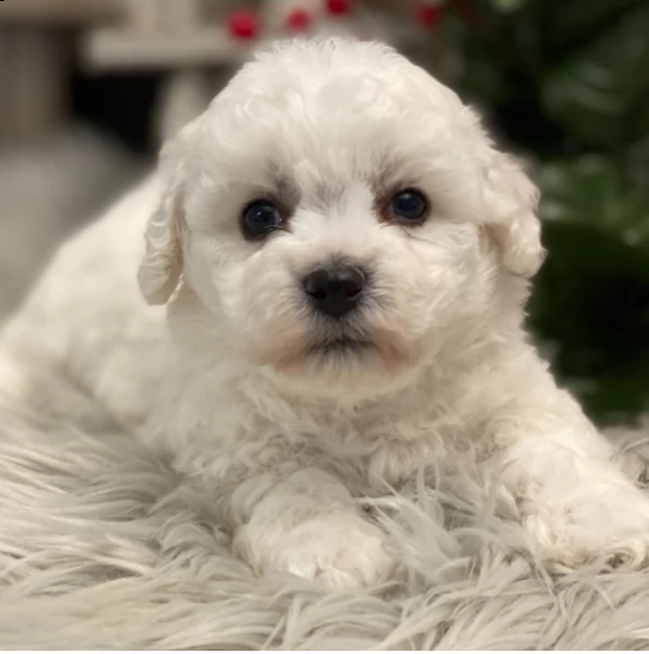 bellissimo cucciolo femmina di bichon da adottare