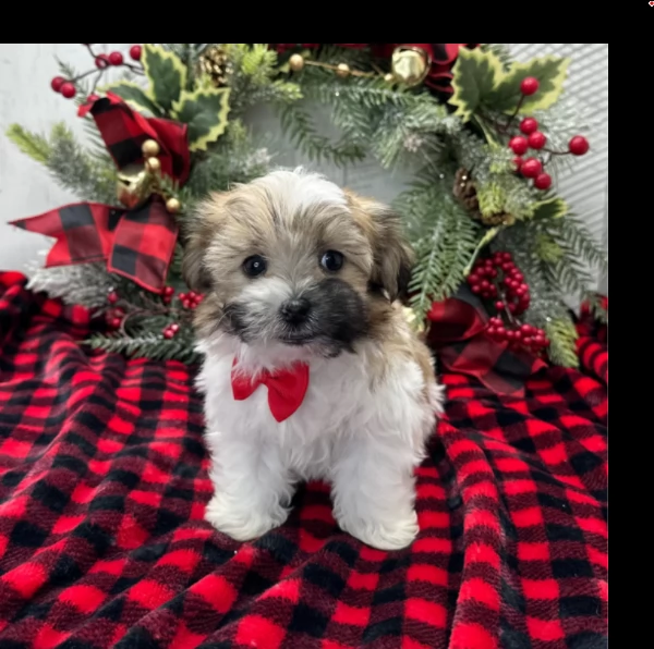 cucciolo havanese maschio perfetto per adozione