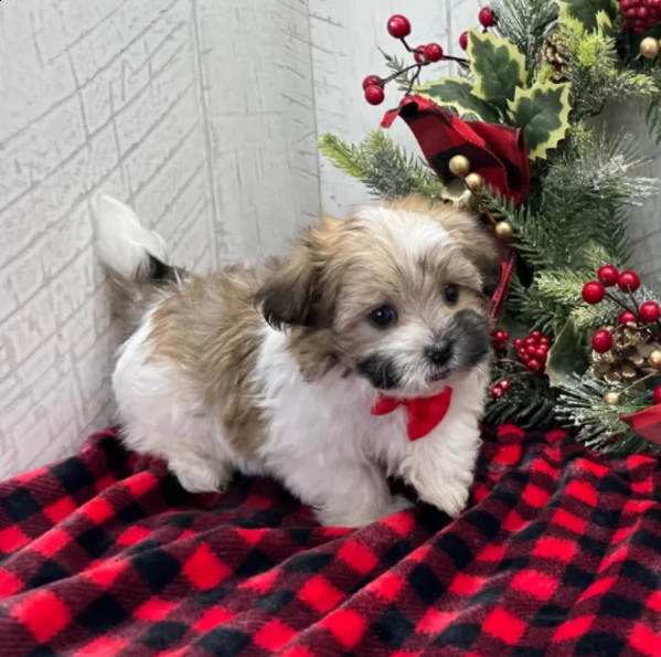 adorabile cucciolo di havanese maschio in adozione | Foto 0