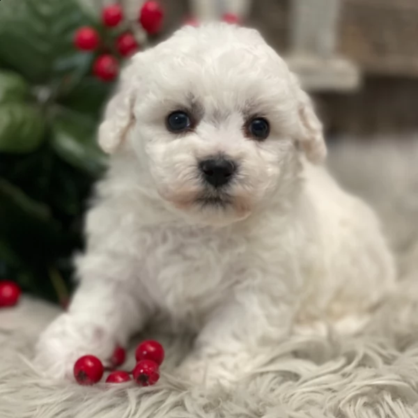 bellissimo cucciolo di bichon frise in adozione | Foto 2