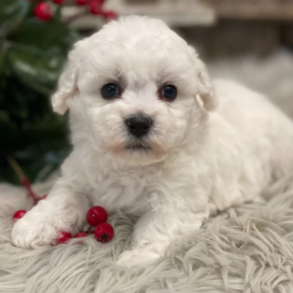 bellissimo cucciolo di bichon frise in adozione