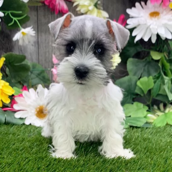 regalo cuccioli di miniature schnauzer