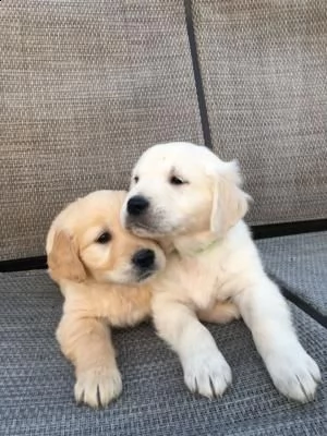 vendita cuccioli di golden retriever