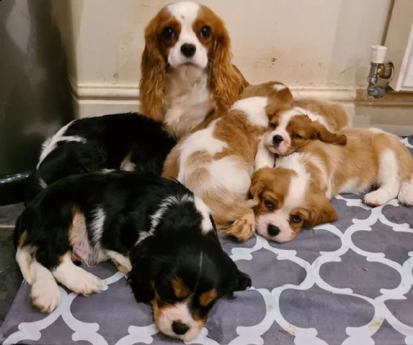 regalo bellissimo cuccioli di cavalier king con pedigree enci