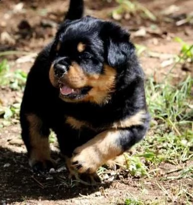 regalo rottweiler cuccioli (maschio e femmina) bellissimo cuccioli di rottweiler (maschio e femmina)