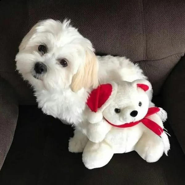 dolcissimi cuccioli di maltese affascinanti cercano una nuova famiglia