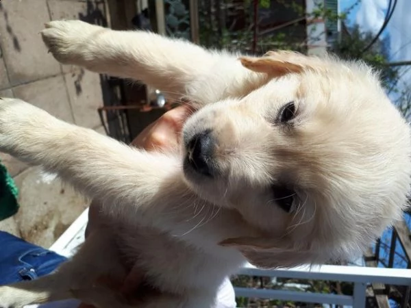 due adorabili golden retriever per l'adozione | Foto 0