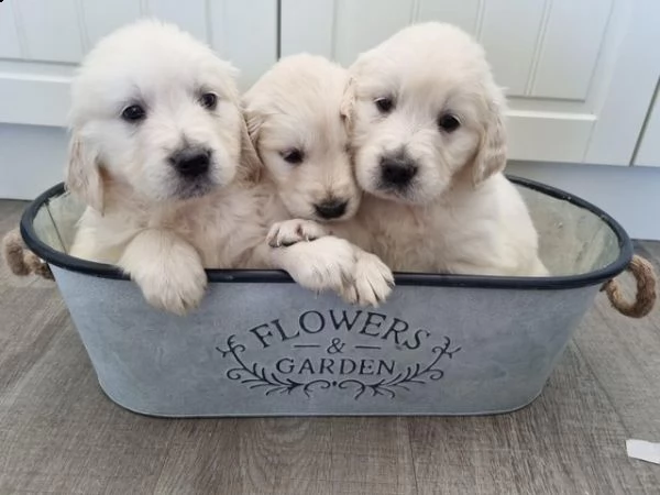 due adorabili golden retriever per l'adozione