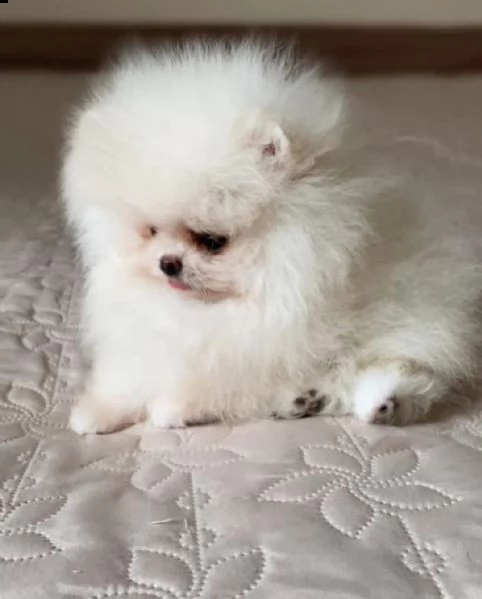 dolci cuccioli di pomerania (+393509706299)