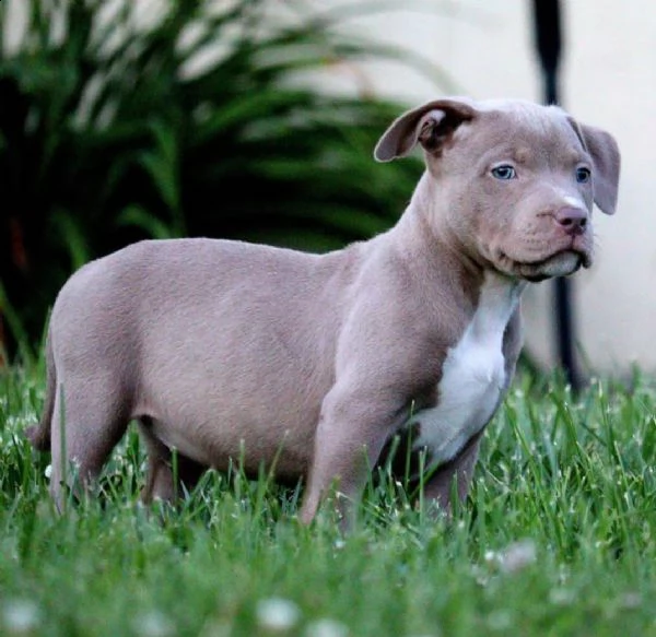 pitbull 