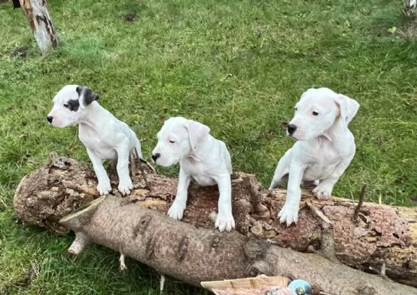 disponibili cuccioli di dogo argentino | Foto 2