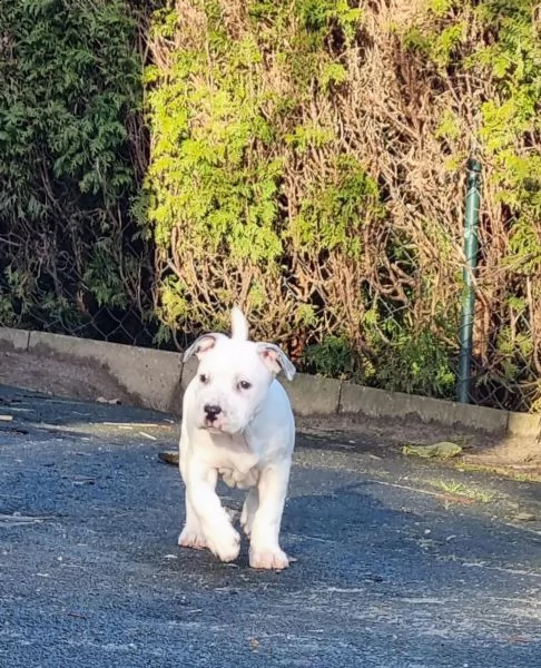 disponibili cuccioli di dogo argentino | Foto 1