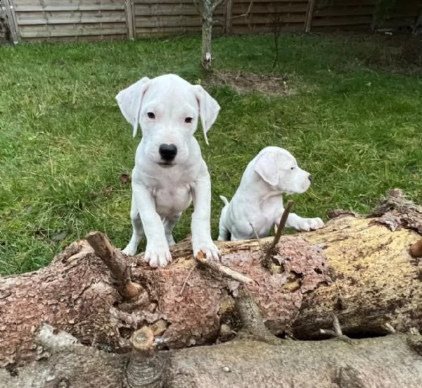 disponibili cuccioli di dogo argentino | Foto 0