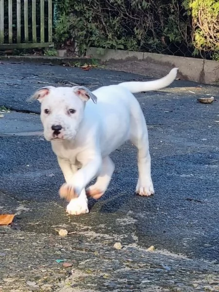 disponibili cuccioli di dogo argentino