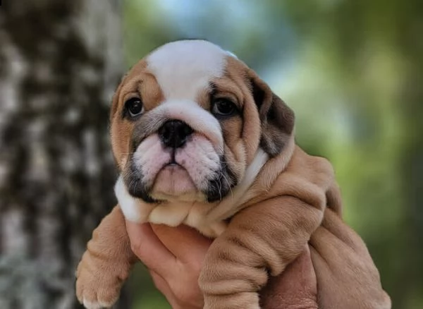 bulldog 