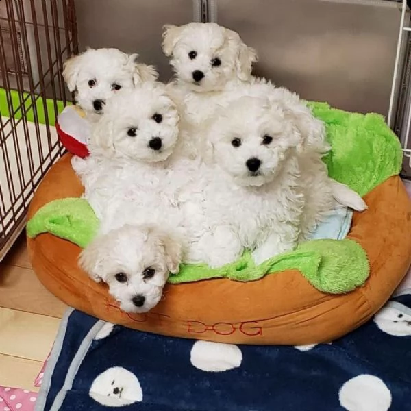 bichon  | Foto 0