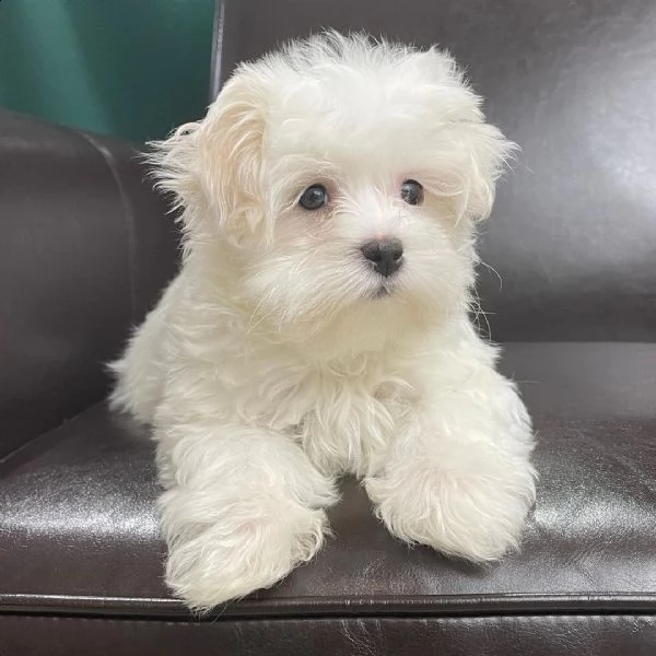 un piccolo maltese ora pronto per una nuova amorevole casa. | Foto 6