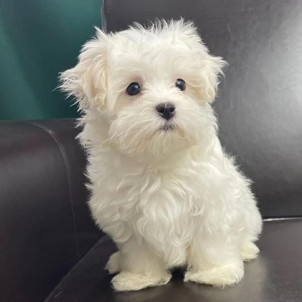 un piccolo maltese ora pronto per una nuova amorevole casa. | Foto 5