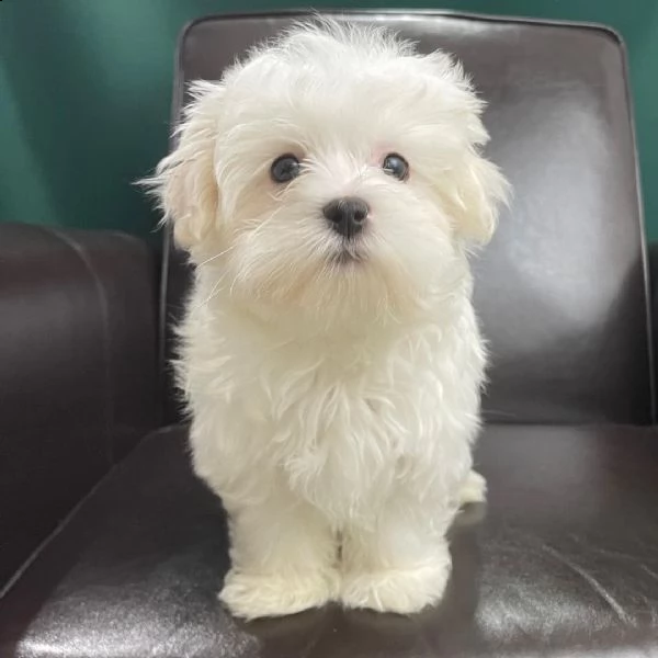 un piccolo maltese ora pronto per una nuova amorevole casa.