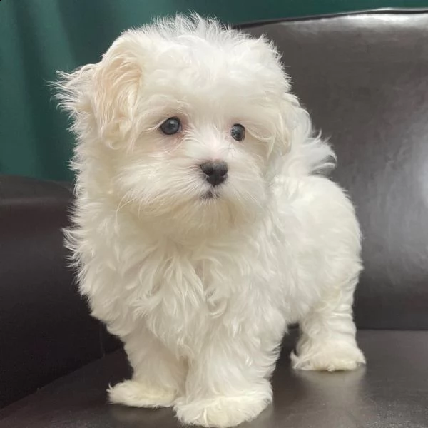 un piccolo maltese ora pronto per una nuova amorevole casa. | Foto 3