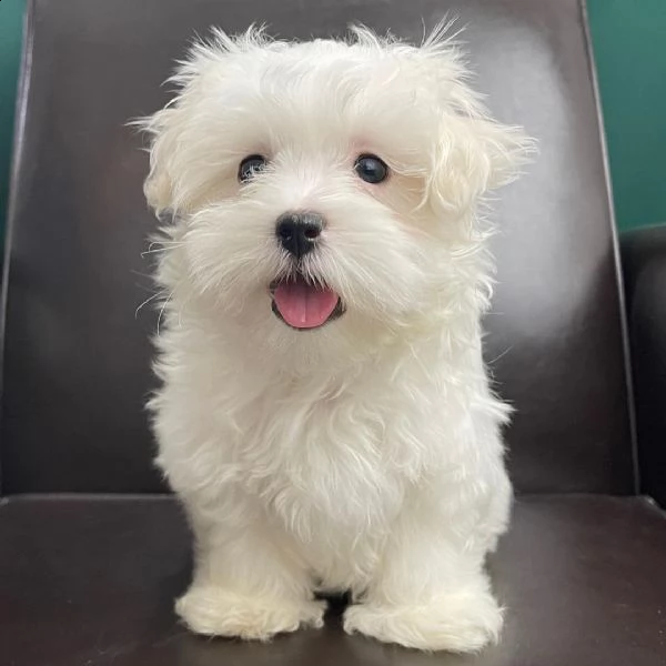 un piccolo maltese ora pronto per una nuova amorevole casa. | Foto 2