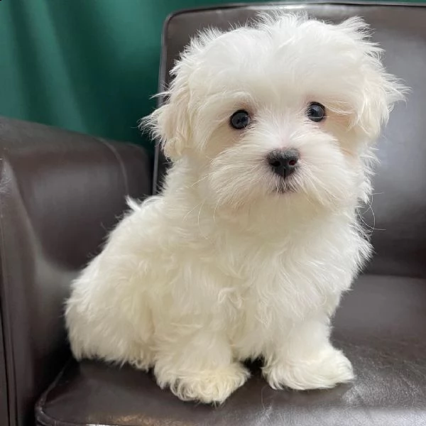 un piccolo maltese ora pronto per una nuova amorevole casa. | Foto 0