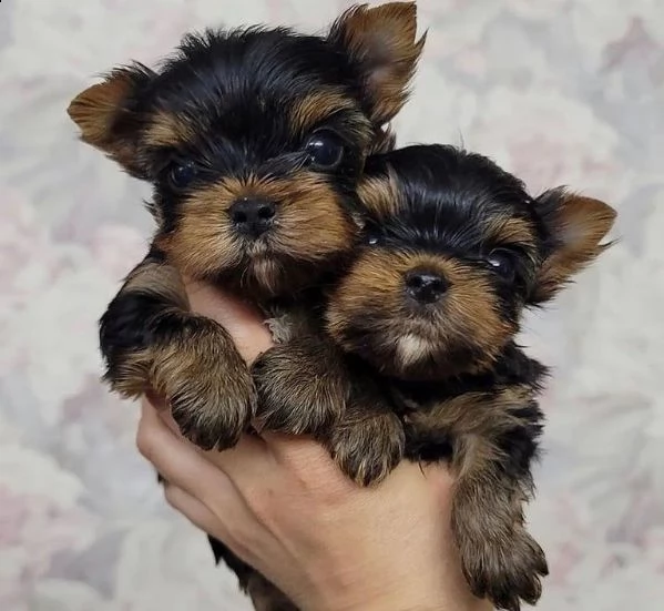  cucciolo cuccioli di yorkshiree dolci e sani | Foto 1