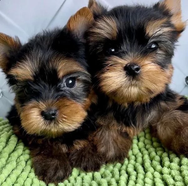  cucciolo cuccioli di yorkshiree dolci e sani | Foto 0