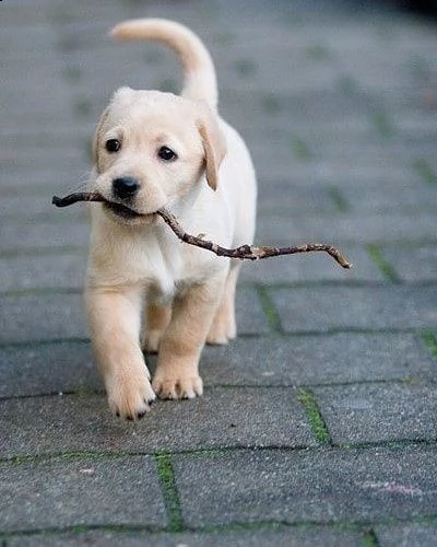 cuccioli di labrador con documenti