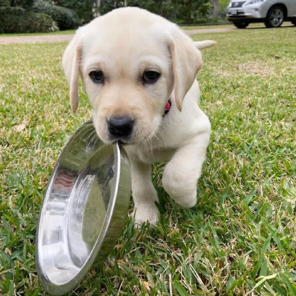 cuccioli di labrador con documenti | Foto 0