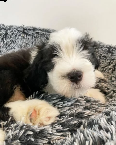 tre cuccioli di bearded collie | Foto 2