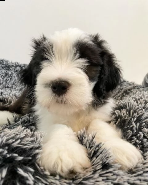 tre cuccioli di bearded collie | Foto 0