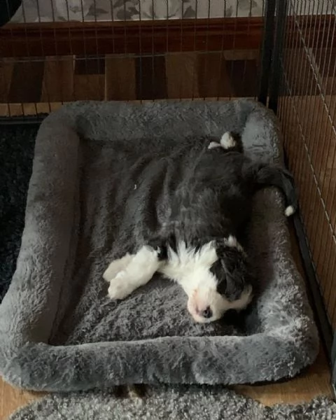 tre cuccioli di bearded collie