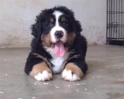 bovaro del bernese cuccioli disponibili | Foto 3