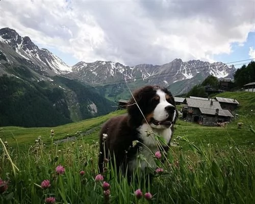 bovaro del bernese cuccioli disponibili | Foto 2