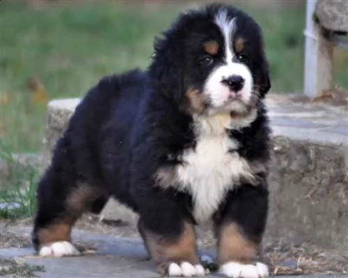 bovaro del bernese cuccioli disponibili | Foto 0