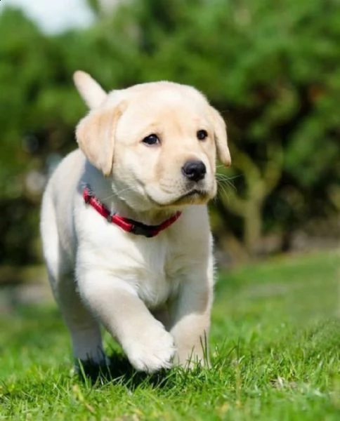 labrador