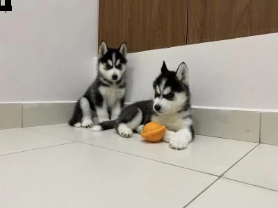 regalo cuccioli di husky siberiano  maschi e femmina.  