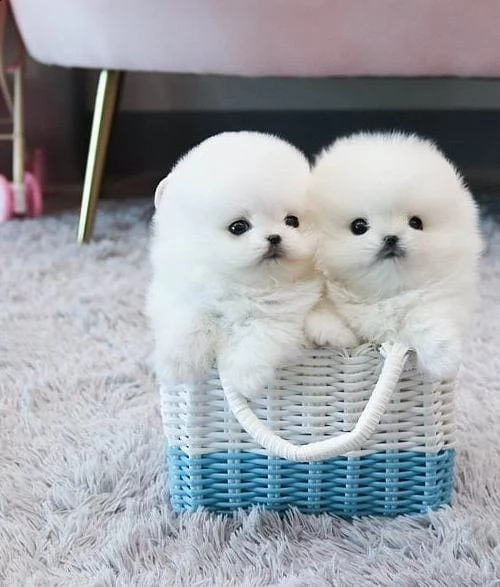 cuccioli di volpino di pomerania