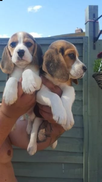 regalo cuccioli di beagle maschi che femmine nb,