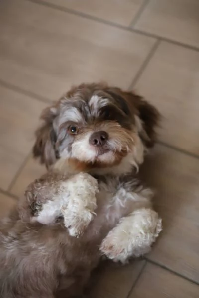 havanese