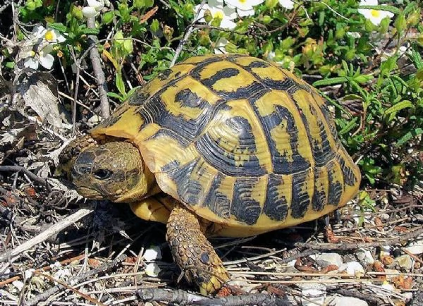 tartaruga di terra hermann adulta | Foto 0