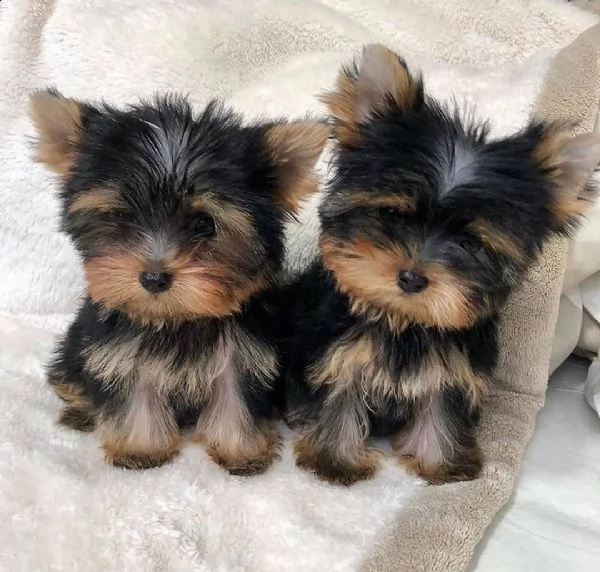 simpatici cuccioli di yorkie (+393509706299)