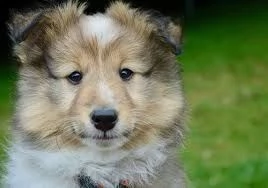 regalo bellissimi maschi e femmine shetland sheepdog cuccioli abbiamo disponibili cuccioli di shetla