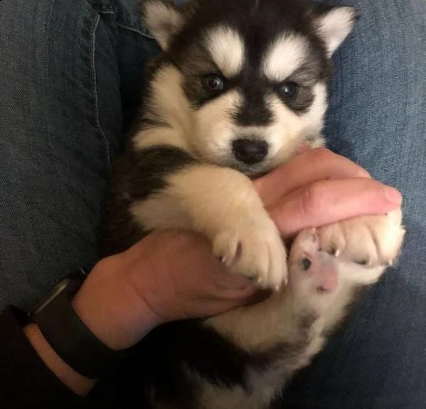 husky