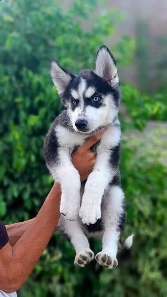 husky | Foto 0