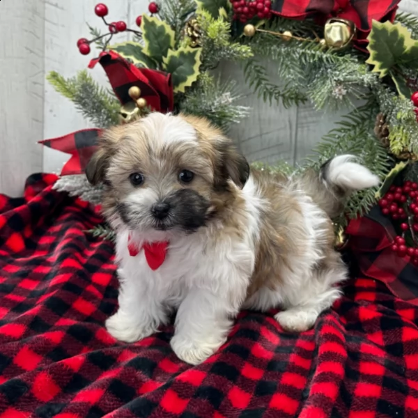 cucciolo havanese maschio di 8 settimane | Foto 1