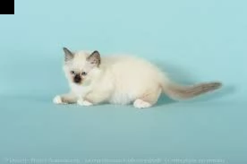 gattini ragdoll in vendita