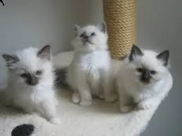 disponibili gattini ragdoll